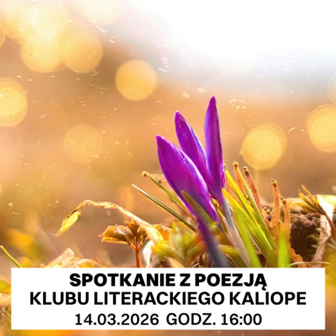 Klimatyczny wieczór poetycki Klubu Literackiego KALIOPE