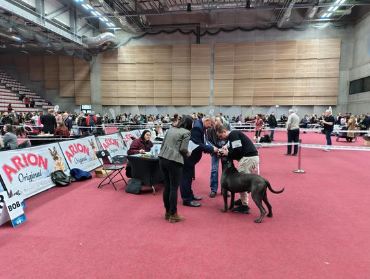 Krajowa Wystawa Psów Rasowych w Grodzisku Mazowieckim Krajowa Wystawa Psów Rasowych w Grodzisku Mazowieckim