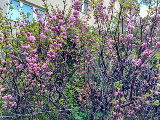 Wiosna, kwitnące drzewa i pierwsze kolorowe rabaty [GALERIA ZDJĘĆ]