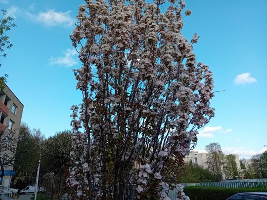 Wiosna, ach to Ty… i od razu robi się piękniej