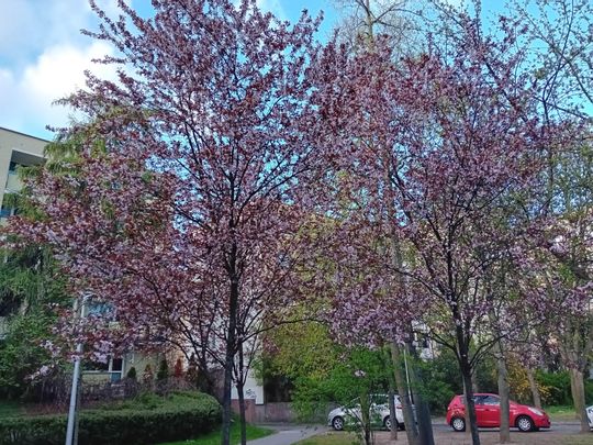 Wiosna, ach to Ty… i od razu robi się piękniej