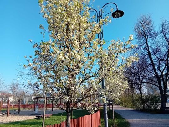 Wiosna, ach to Ty… i od razu robi się piękniej