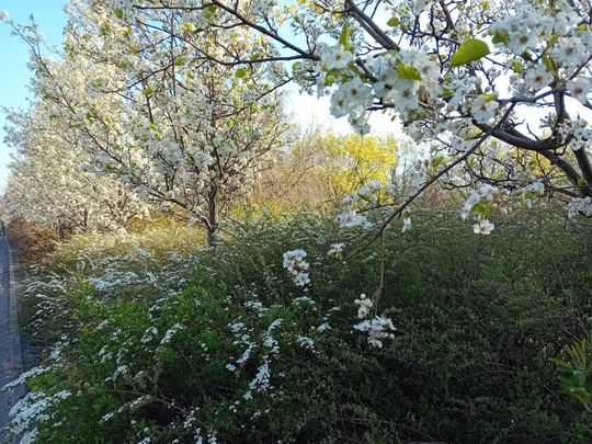 Wiosna, ach to Ty… i od razu robi się piękniej