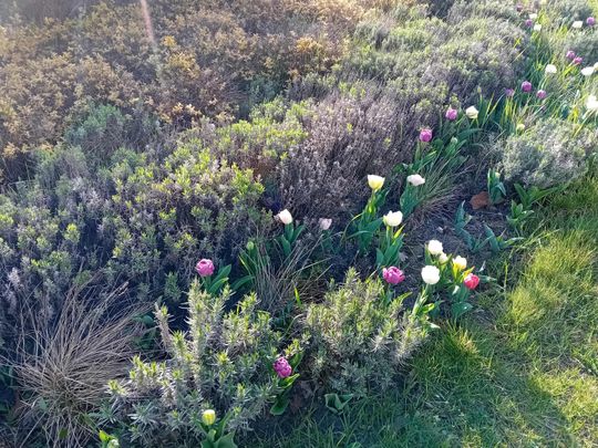 Wiosna, ach to Ty… i od razu robi się piękniej