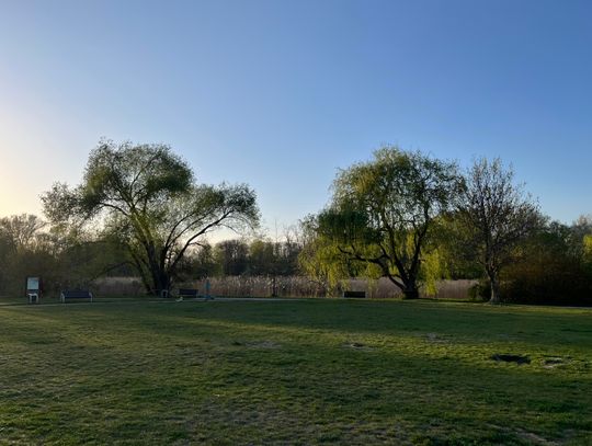 Wiosna w Parku Potulickich w Pruszkowie